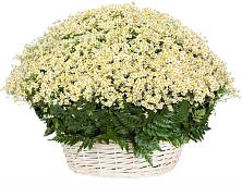 Цветочная композиция из Ромашки в корзине #REPLACE_PRED# Лысогорской